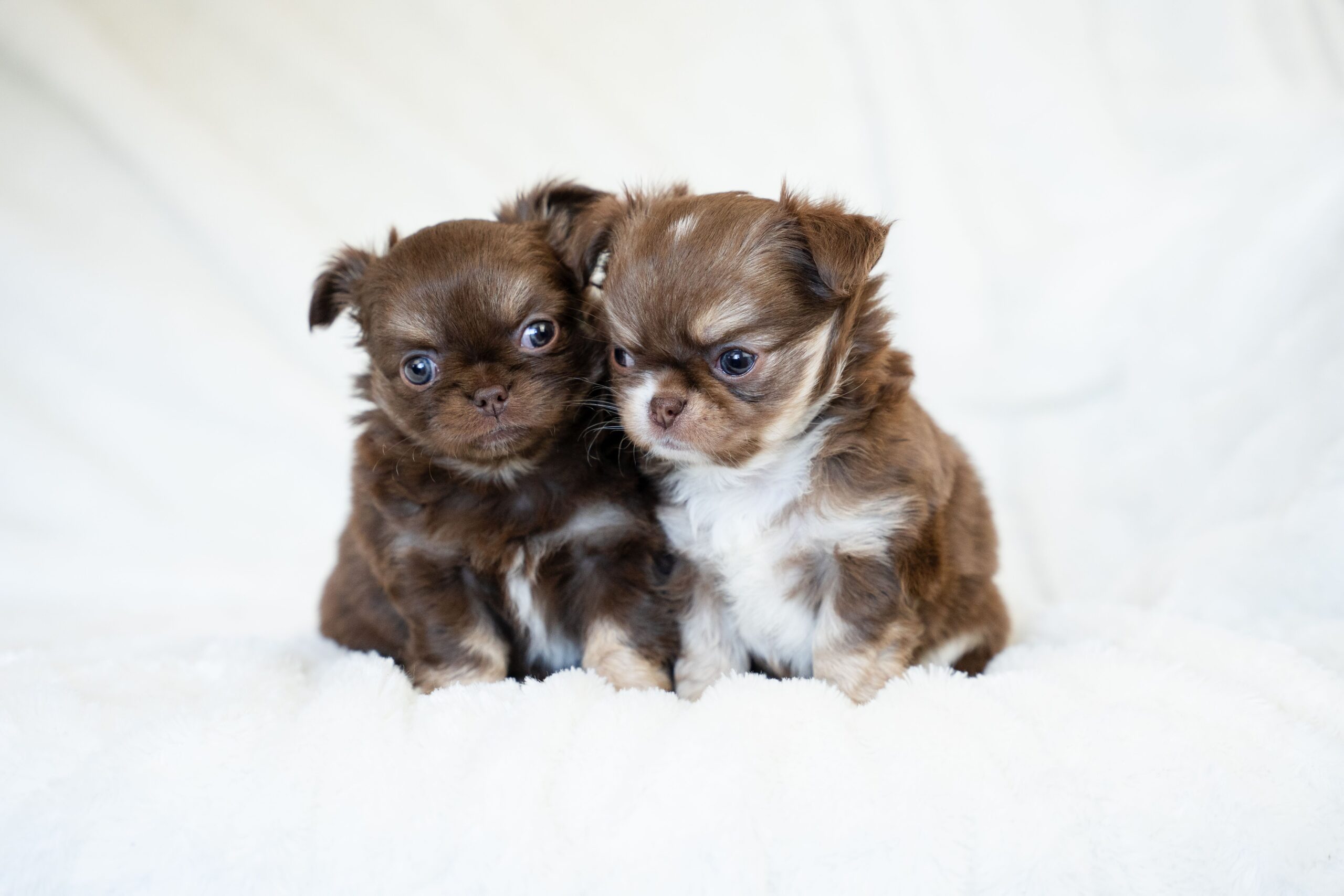 Chihuahuas for Sale