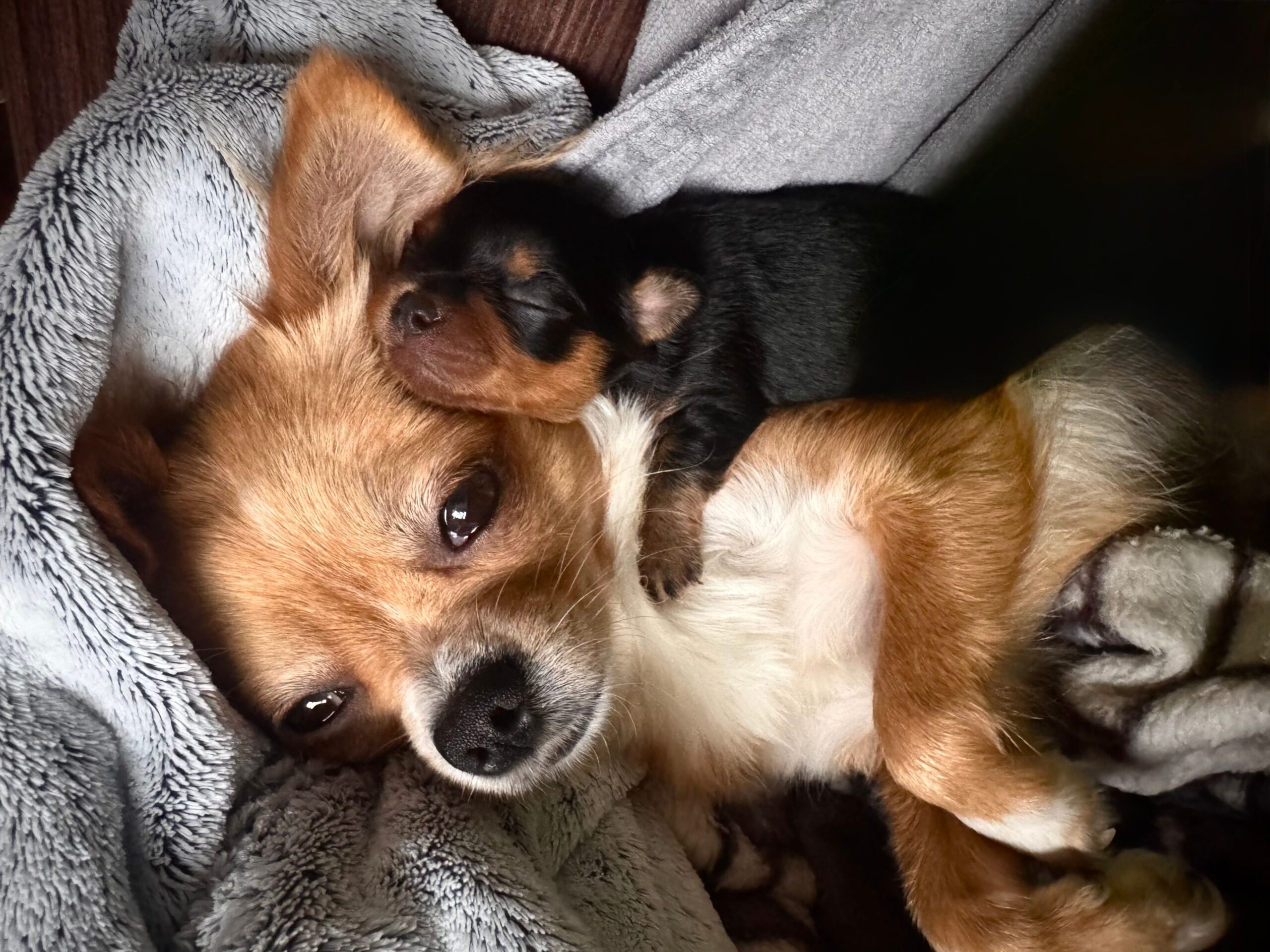 Perfect Chihuahua